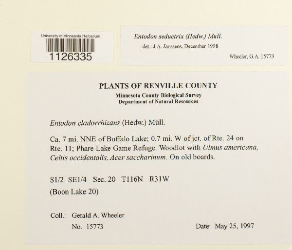 Entodon cladorrhizans image