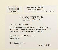 Media resource of Entodon cladorrhizans