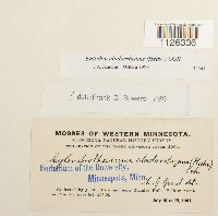 Entodon cladorrhizans image