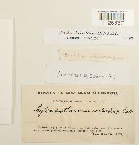 Entodon cladorrhizans image