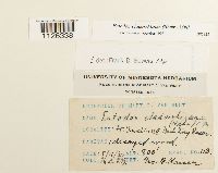 Entodon cladorrhizans image