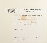 Entodon cladorrhizans image