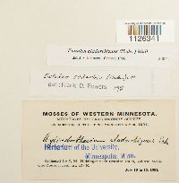 Entodon cladorrhizans image