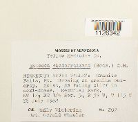 Entodon cladorrhizans image