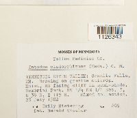 Entodon cladorrhizans image