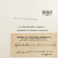 Entodon cladorrhizans image