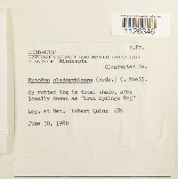 Entodon cladorrhizans image