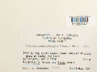 Entodon cladorrhizans image