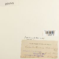 Entodon cladorrhizans image