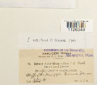 Entodon cladorrhizans image