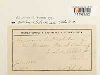 Entodon cladorrhizans image