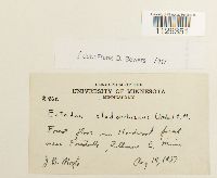 Entodon cladorrhizans image