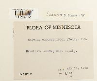 Entodon cladorrhizans image