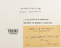 Entodon cladorrhizans image