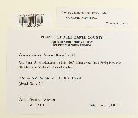 Entodon cladorrhizans image