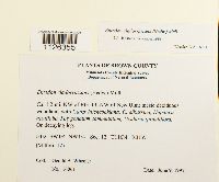 Entodon cladorrhizans image