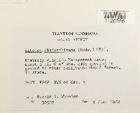 Entodon cladorrhizans image