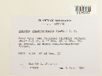 Entodon cladorrhizans image