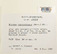 Entodon cladorrhizans image