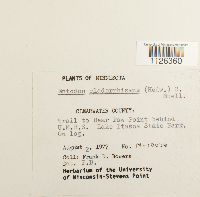 Entodon cladorrhizans image