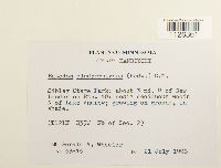 Entodon cladorrhizans image