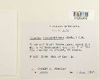 Entodon cladorrhizans image