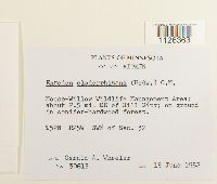 Entodon cladorrhizans image