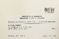 Entodon cladorrhizans image