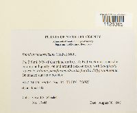 Entodon cladorrhizans image