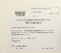 Entodon cladorrhizans image