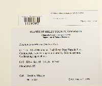 Entodon cladorrhizans image