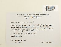 Entodon cladorrhizans image