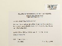 Entodon cladorrhizans image