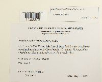 Entodon cladorrhizans image