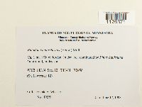 Entodon cladorrhizans image