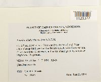 Entodon cladorrhizans image