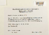 Entodon cladorrhizans image