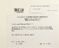 Entodon cladorrhizans image