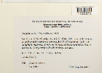 Entodon cladorrhizans image