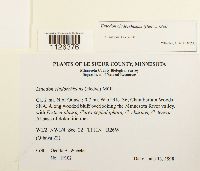 Entodon cladorrhizans image