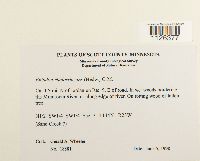 Entodon cladorrhizans image