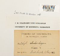 Entodon cladorrhizans image