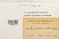 Entodon cladorrhizans image