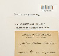 Entodon cladorrhizans image