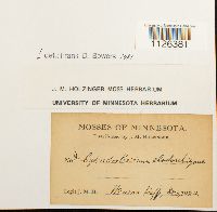 Entodon cladorrhizans image