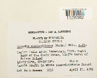 Entodon cladorrhizans image