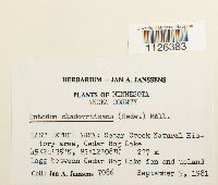 Entodon cladorrhizans image