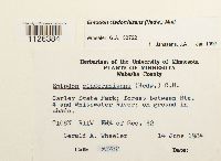 Entodon cladorrhizans image