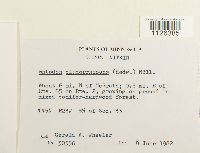 Entodon cladorrhizans image