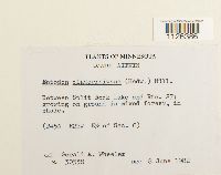 Entodon cladorrhizans image